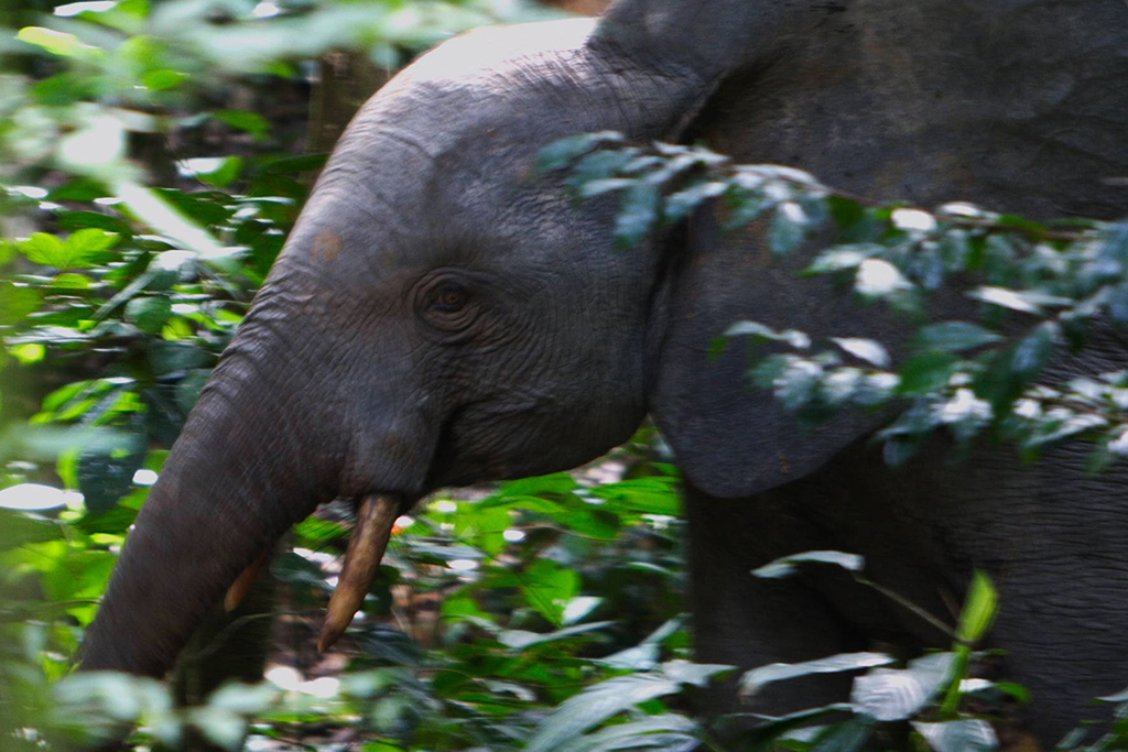 Already this project has discovered and confiscated ivory paoched from Forest Elephants of Dja Biosphere