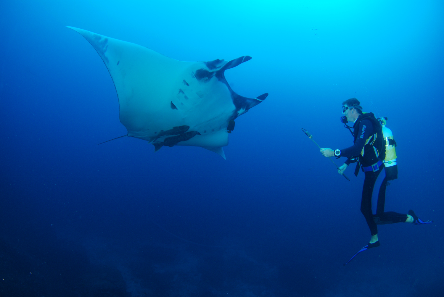 Tagging oceanic manta rays 2, Socorro Islands, Mexico