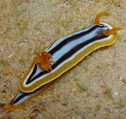 A nudibranch in the Red Sea, Egypt