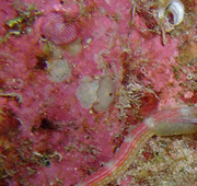 A blackbreasted pipefish in the Red Sea, Egypt