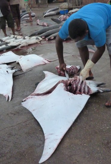 Devil ray having its gill rakers removed at a fishing port in Sri Lanka. The gill rakers of devil rays and closely related mantas are valuable for use in Chinese medicine.
