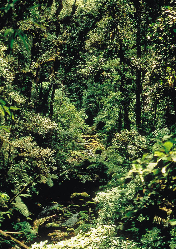 Tropical rainforests of Talamanca /La Amistad Reserves