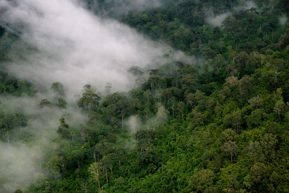 Forests of Thap Lan National Park.