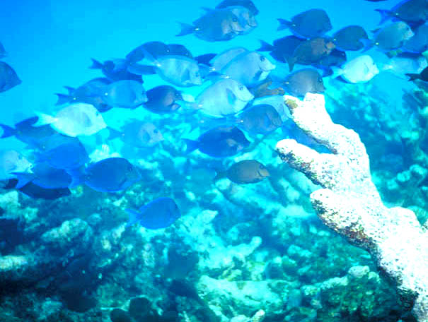 Fishes in the Barrier Reef World Heritage Site, Belize