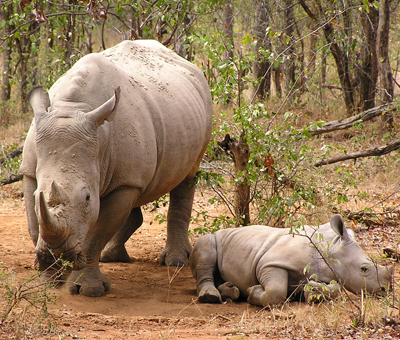 Black Rhinoceros (Diceros bicornis) with calf