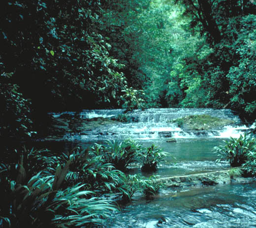 A river in Los Katios National Park, Colombia 
by Jim Thorsell, January 1994