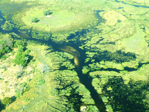 Okavango aerial view