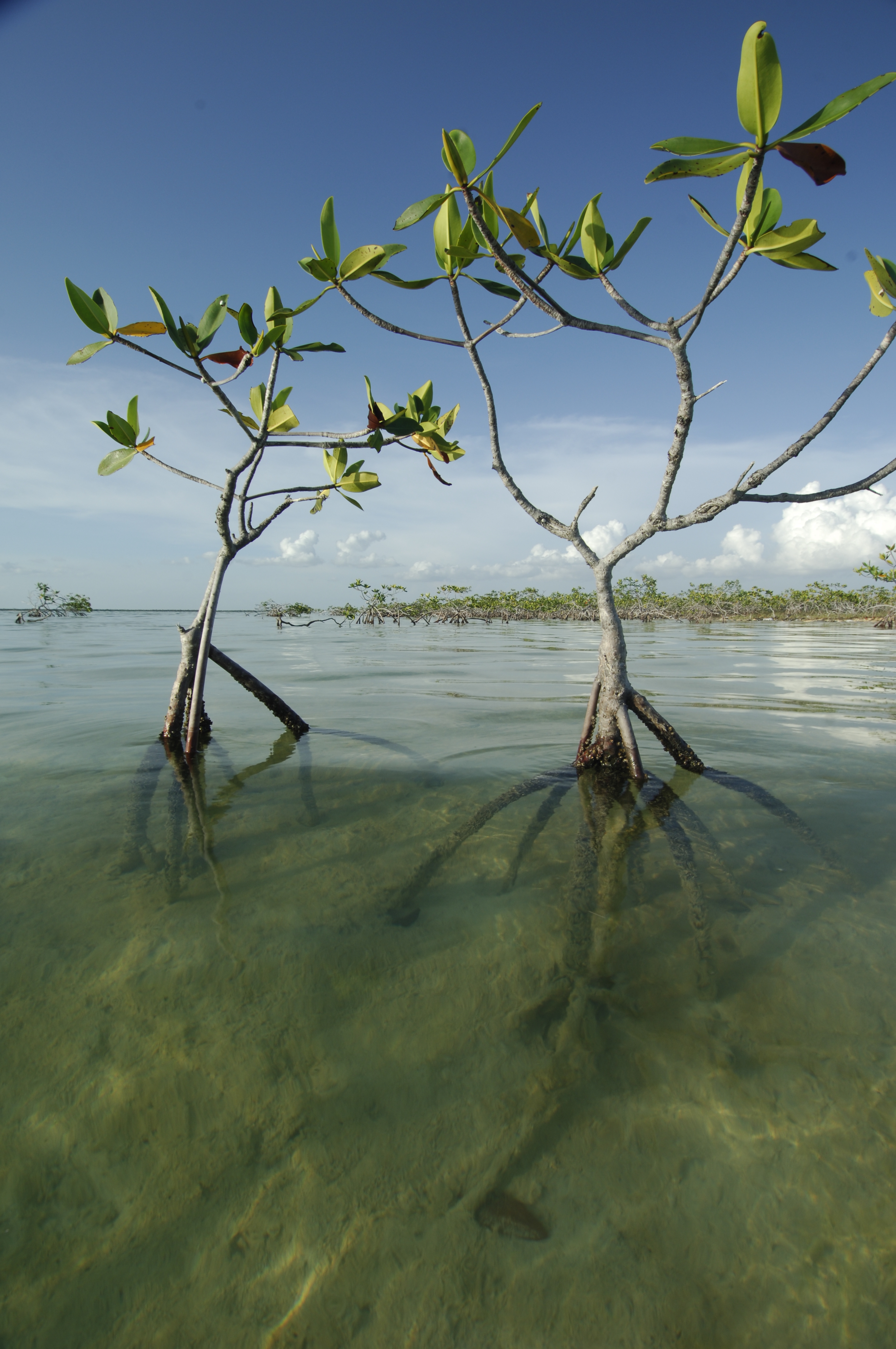 Mangroves in Andros West Side National Park, the Bahamas