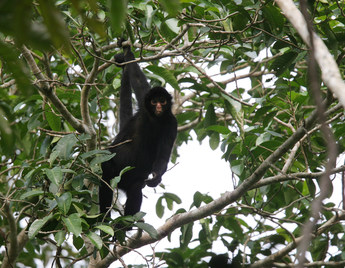 The Peruvian Spider monkey (Ateles chamek) is native to the forests of Bolivia as well as Brazil and Peru