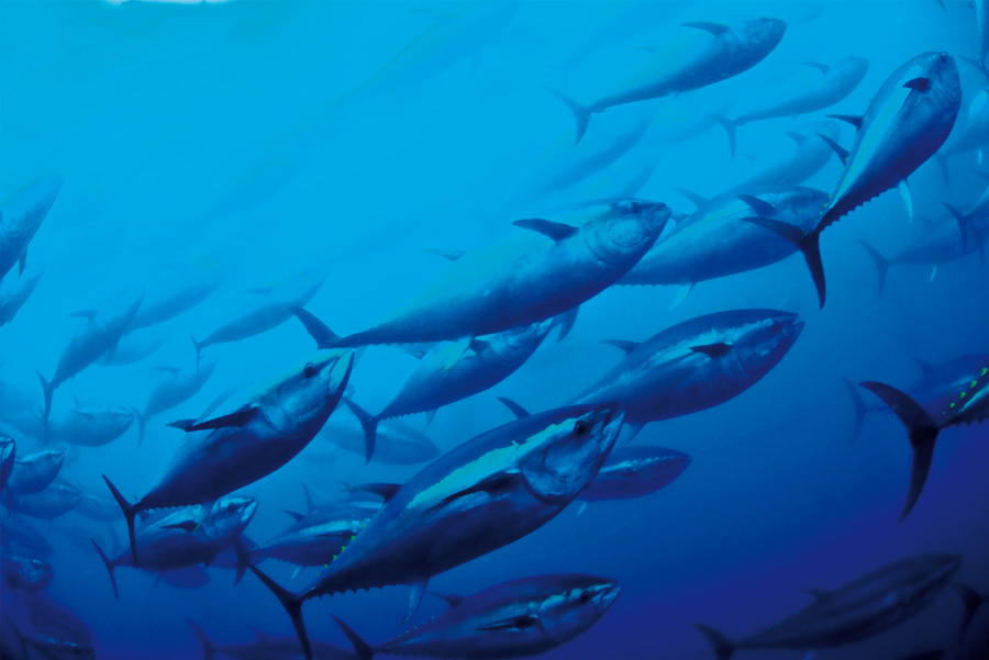 Atlantic Bluefin Tuna (Thunnus thynnus) is listed as Endangered at the Mediterranean level