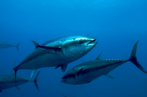 atlantic bluefin tuna thunnus thynnus oceana keith ellenbogen