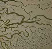 Airview of the channels of Touffat Island in the Banc d'Arguin National Park, Mauritania