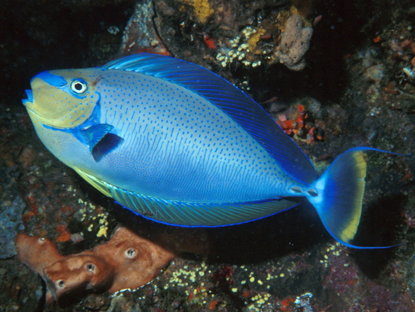 Bignose Unicornfish (Naso vlamingii)