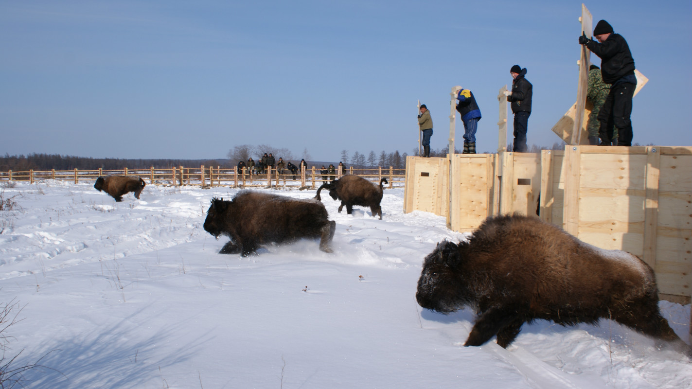 Release of wood bison from transport crates - Russia