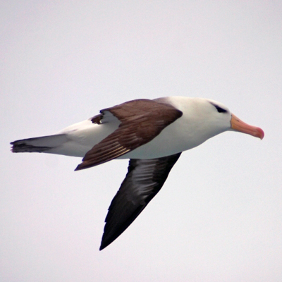 Black browed Albatross (Thalassarche melanophrys)