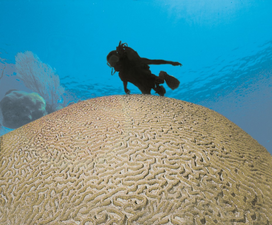 An exceptionally large and increasingly rare brain coral, Bahamas