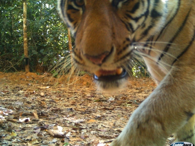 Tiger on camera trap in Myanmar
