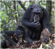 Chimpanzees in Taï National Park Park, Côte d'Ivoire