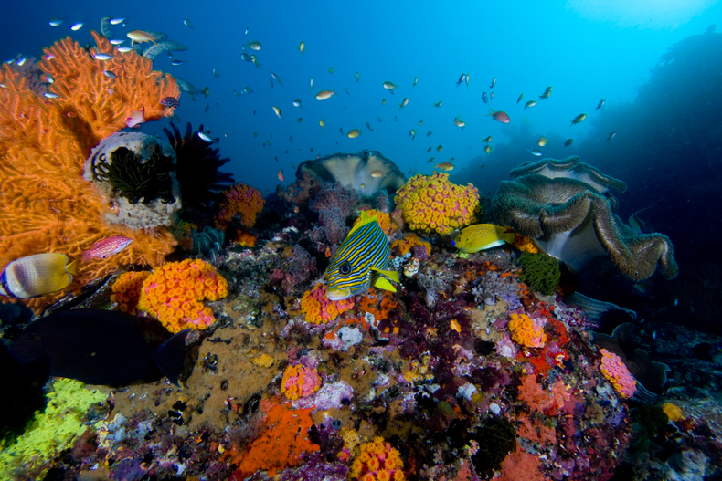 Colourful coral reef, Raja Ampat Islands, Indonesia