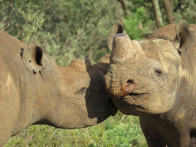 Dehorned black rhinos, South Africa