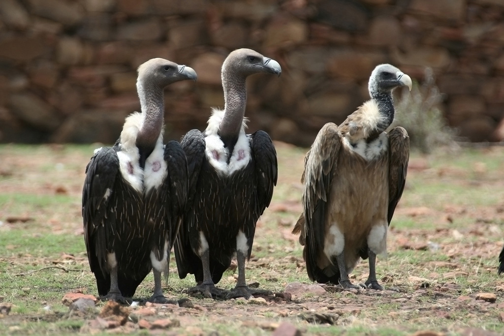 Oriental White-backed Vulture Gyps bengalensis and slender billed vulture