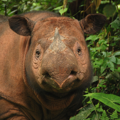 Sumatran Rhinoceros (Dicerorhinus sumatrensis)