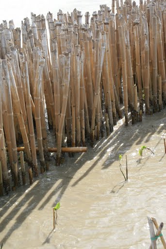 Planting mangroves in Kok Kham