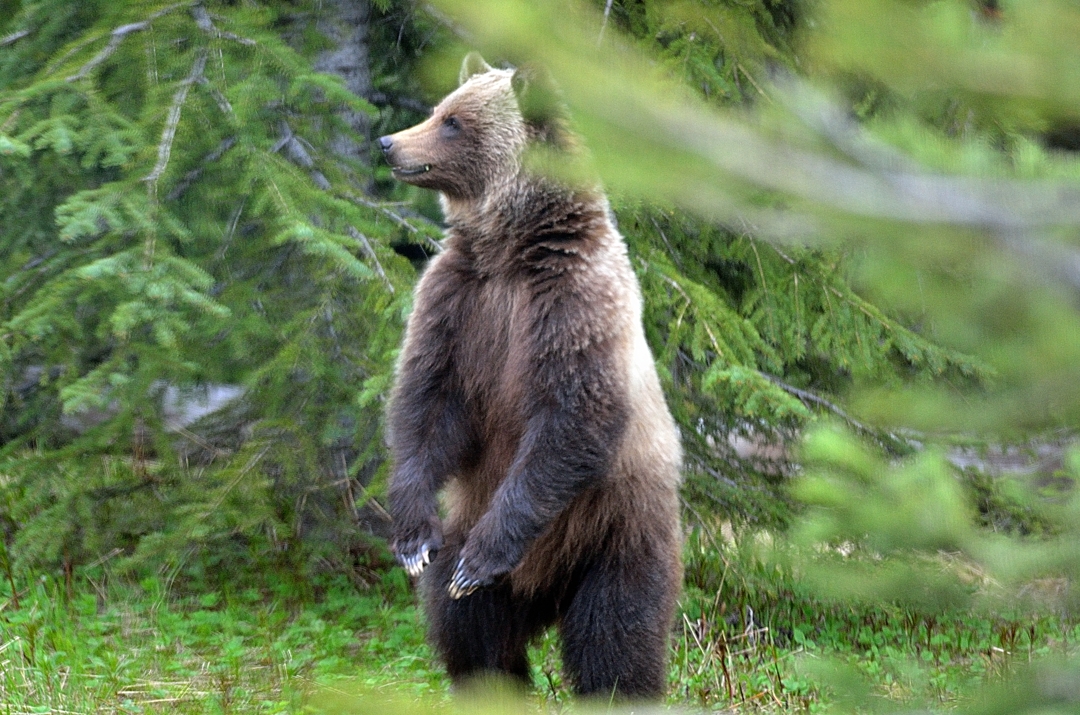 Grizzly Bear, Banff National Park, Canada