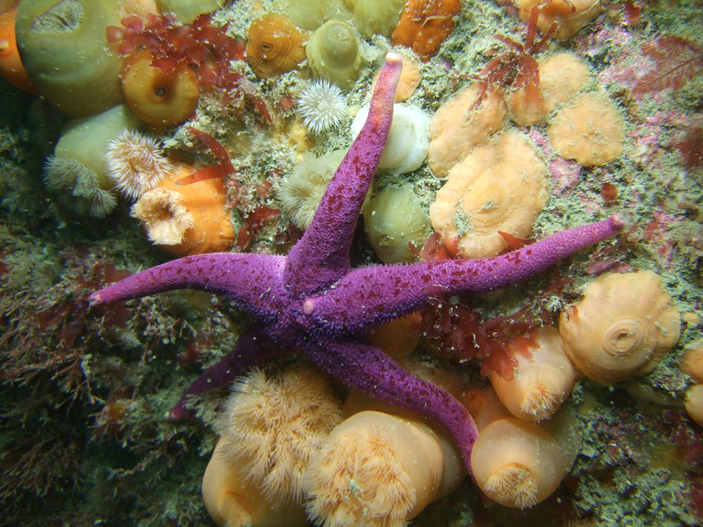 Bloody Henry starfish (henricia oculata), photographed in Isles of Scilly Marine Protected Area, UK, in August 2012.