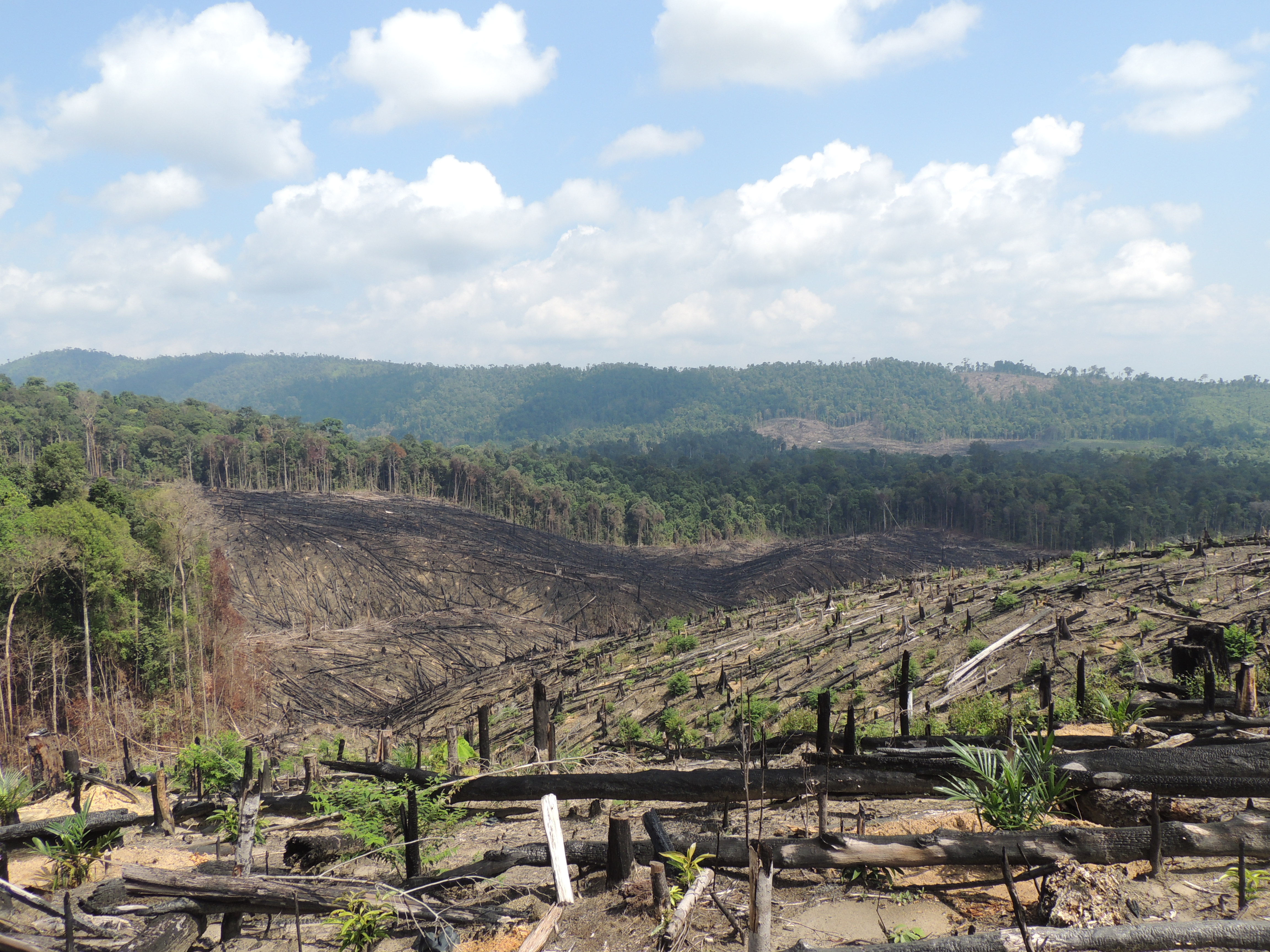 Recently burnt area inside Rimbang Baling