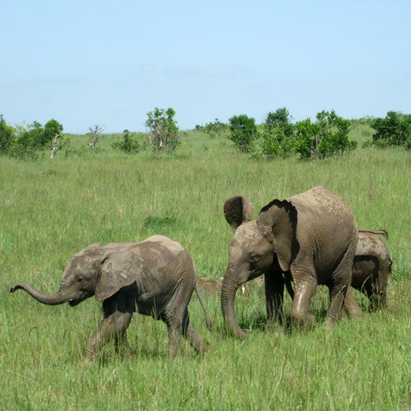 Young African Elephants (Loxodonta africana)
