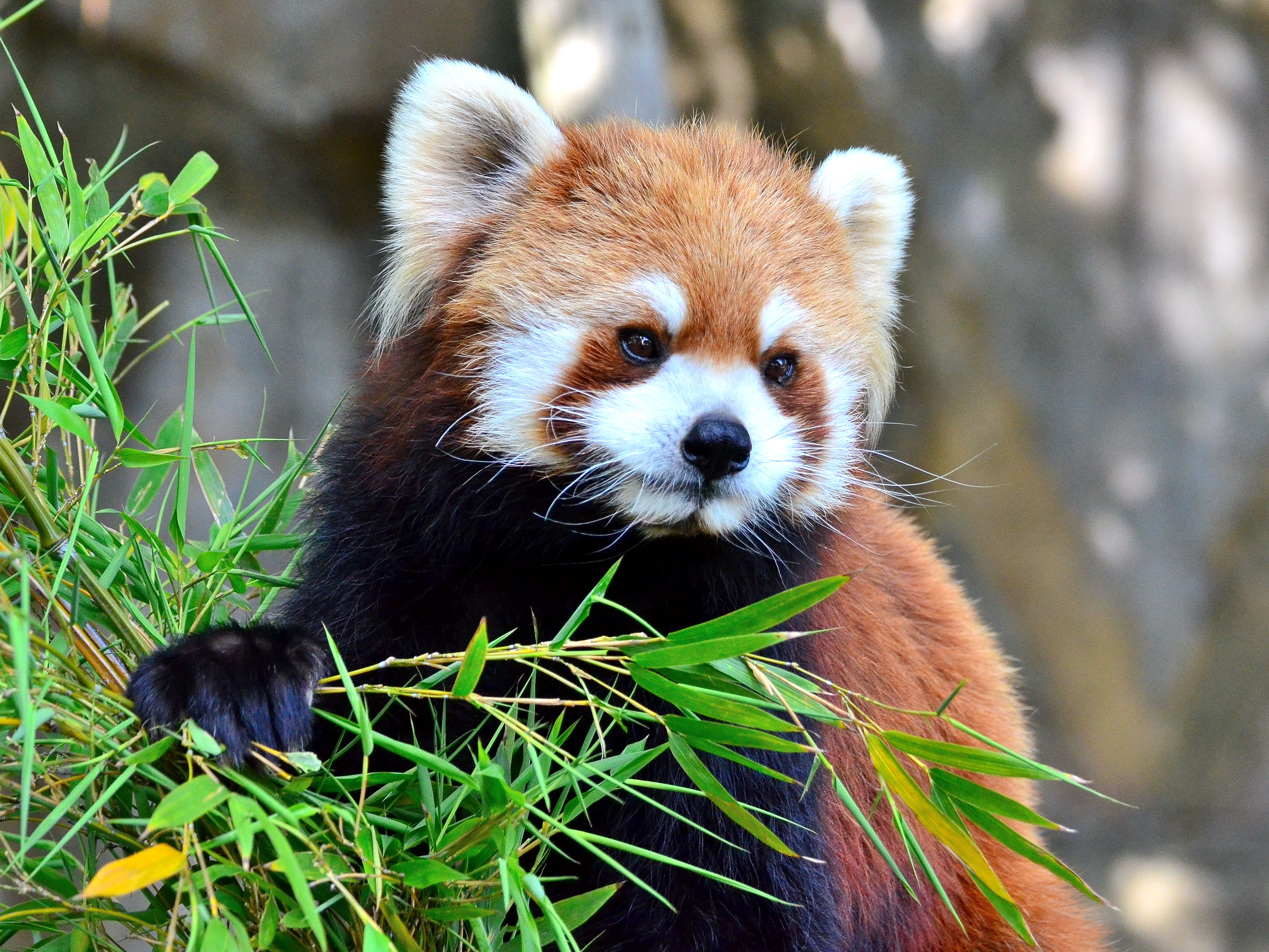 Female red panda @  Toshihiro Gamo  (CC BY 2.0)