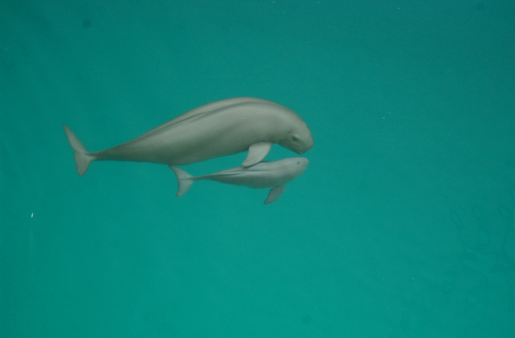 The finless porpoise of the Yangtze River. This mother and her calf are in a semi natural reserve, protected from the vessel traffic and fishing nets in the main river