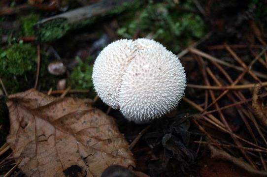 Fungi, Bialowieza Forest