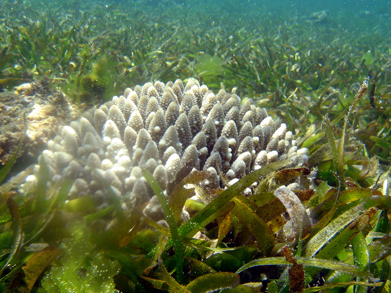 Acropora coral in seagrass, Mombasa