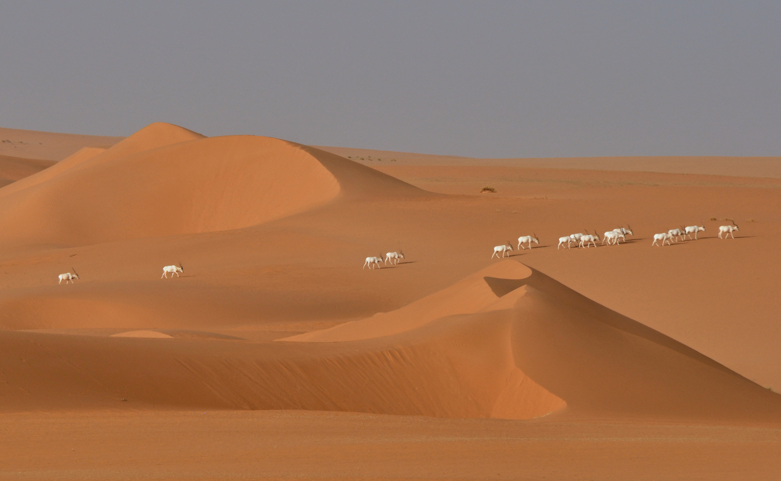 Group of addax in Tin and Toumma Reserve, Niger