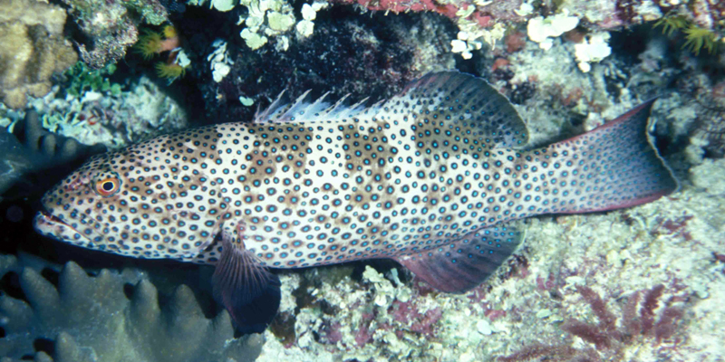 Square-tailed Coral Grouper (Plectropomus areolatus)
