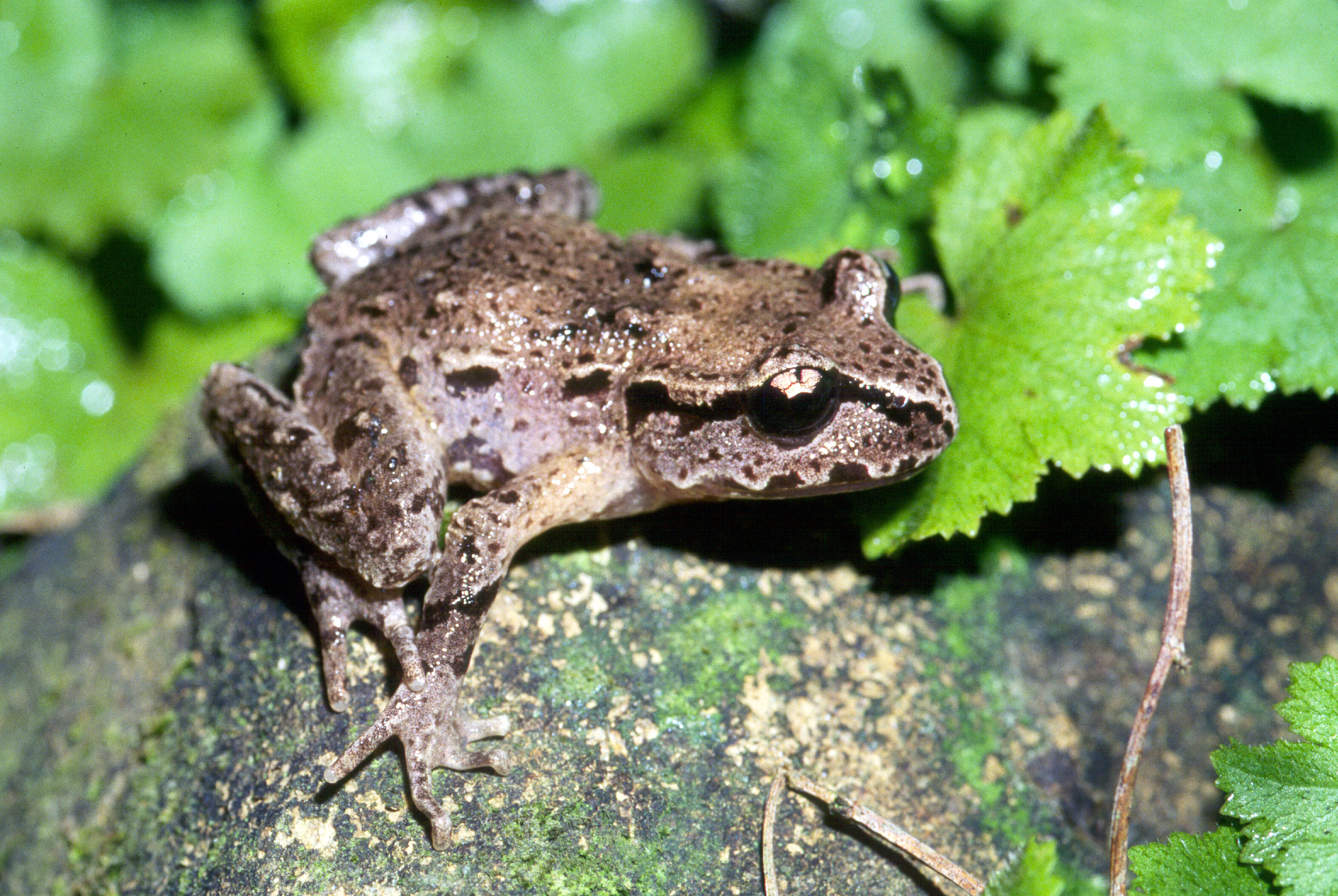 Hamiltons Frog (Leiopelma hamiltoni)