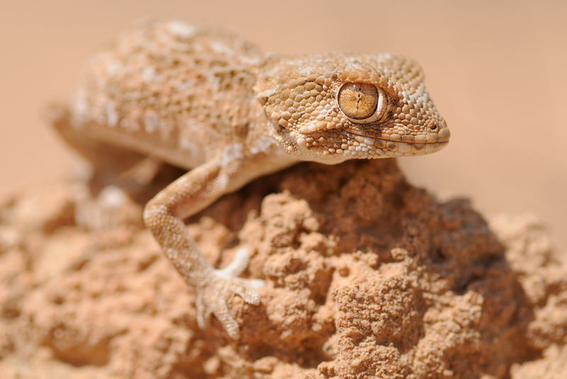 Helmethead Gecko
Tarentola chazaliae