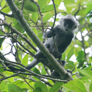 Indochinese silvered langur in Hon Chong