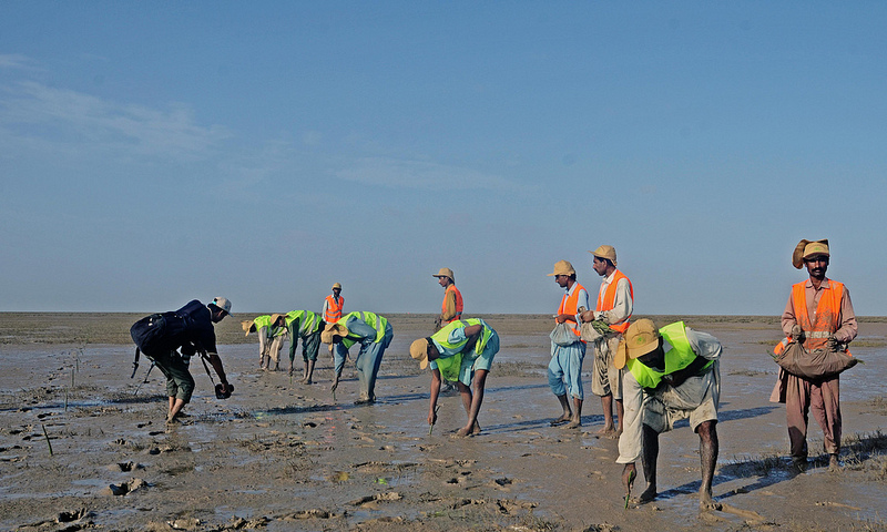 Mangrove rehabilitation project in the Indus Delta, Pakistan