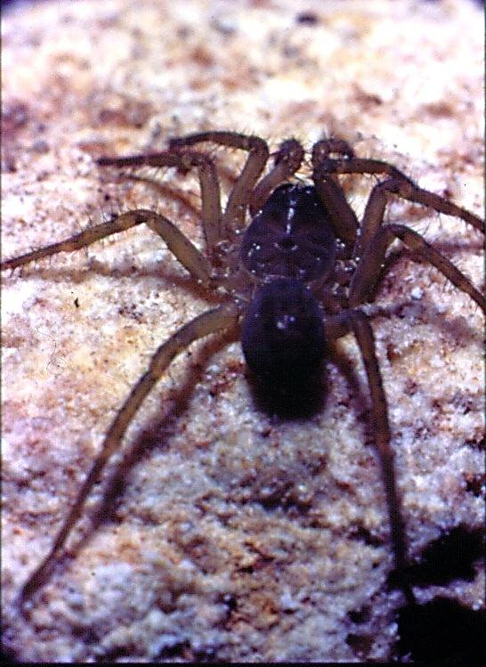 Kanthan Cave Trapdoor Spider
Liphistius kanthan
