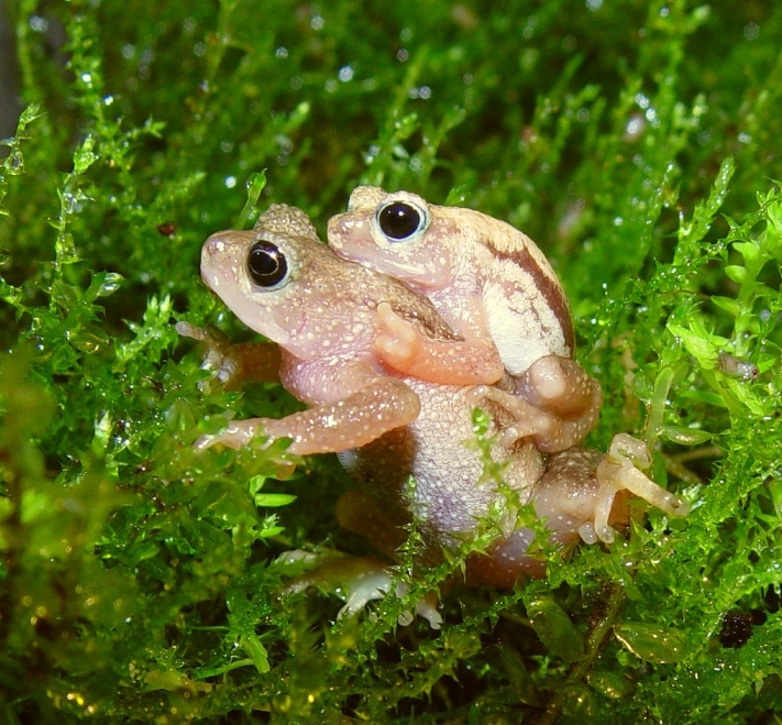 Kihansi Spray Toad (Nectophrynoides asperginis)