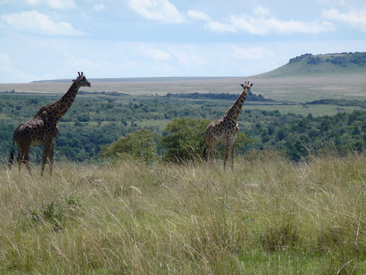 Mara Ecosystem, Kenya