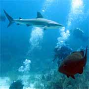 Divers admire groupers and sharks in a Caribbean Marine Protected Area