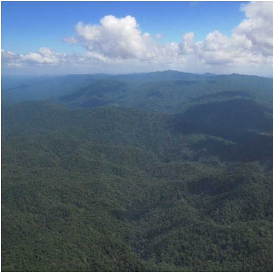 Arial view of dense forest cover in the Core Zone, Rio Platano.