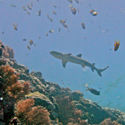 Whitetip Reef Shark over Palau coral reef