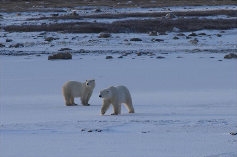 Plight of the Polar Bear gets high-level attention | IUCN
