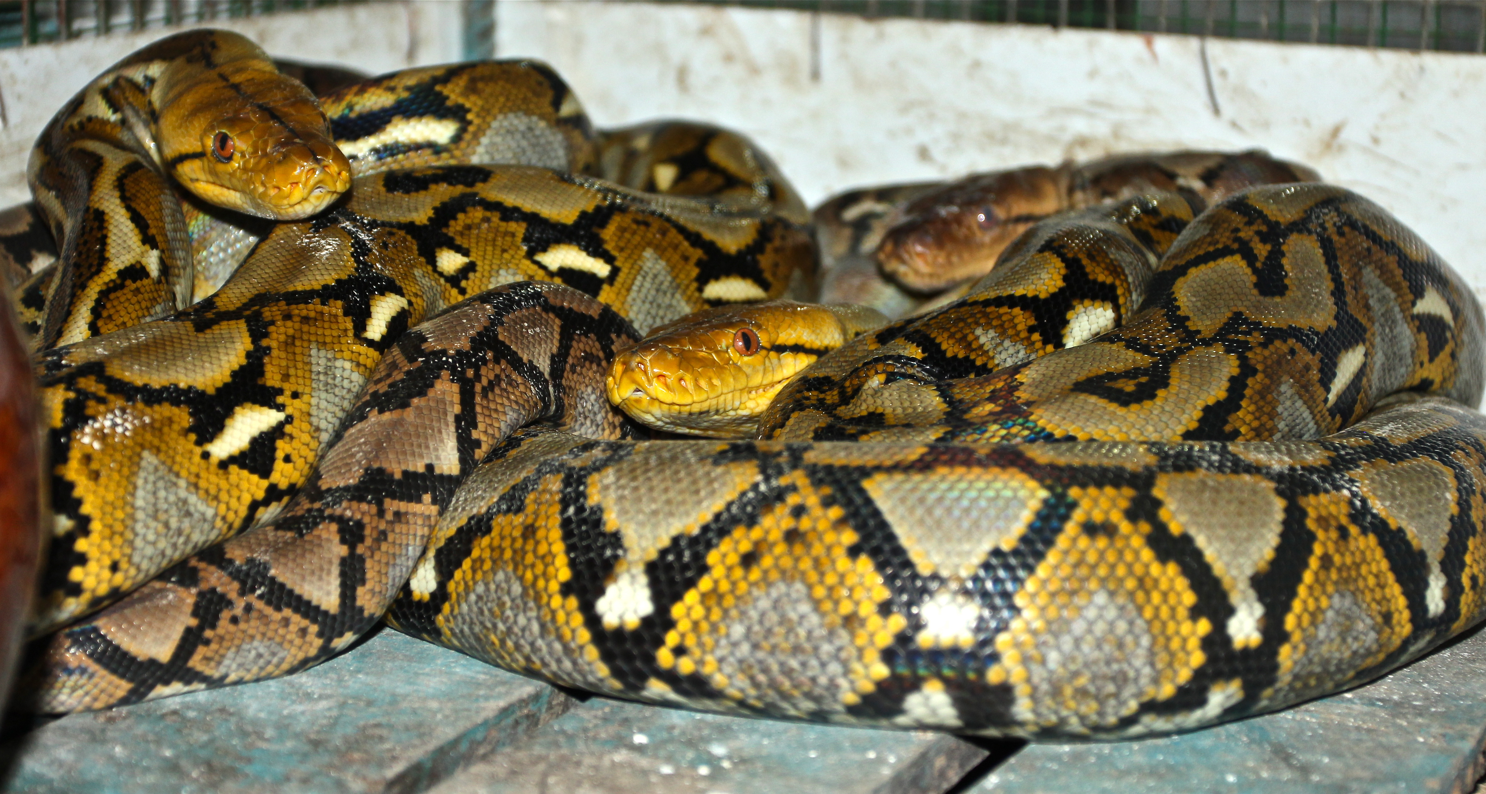 Within the last 20 years, the scale of trade in python skins has increased significantly with nearly 500,000 skins exported from Southeast Asian countries per year.