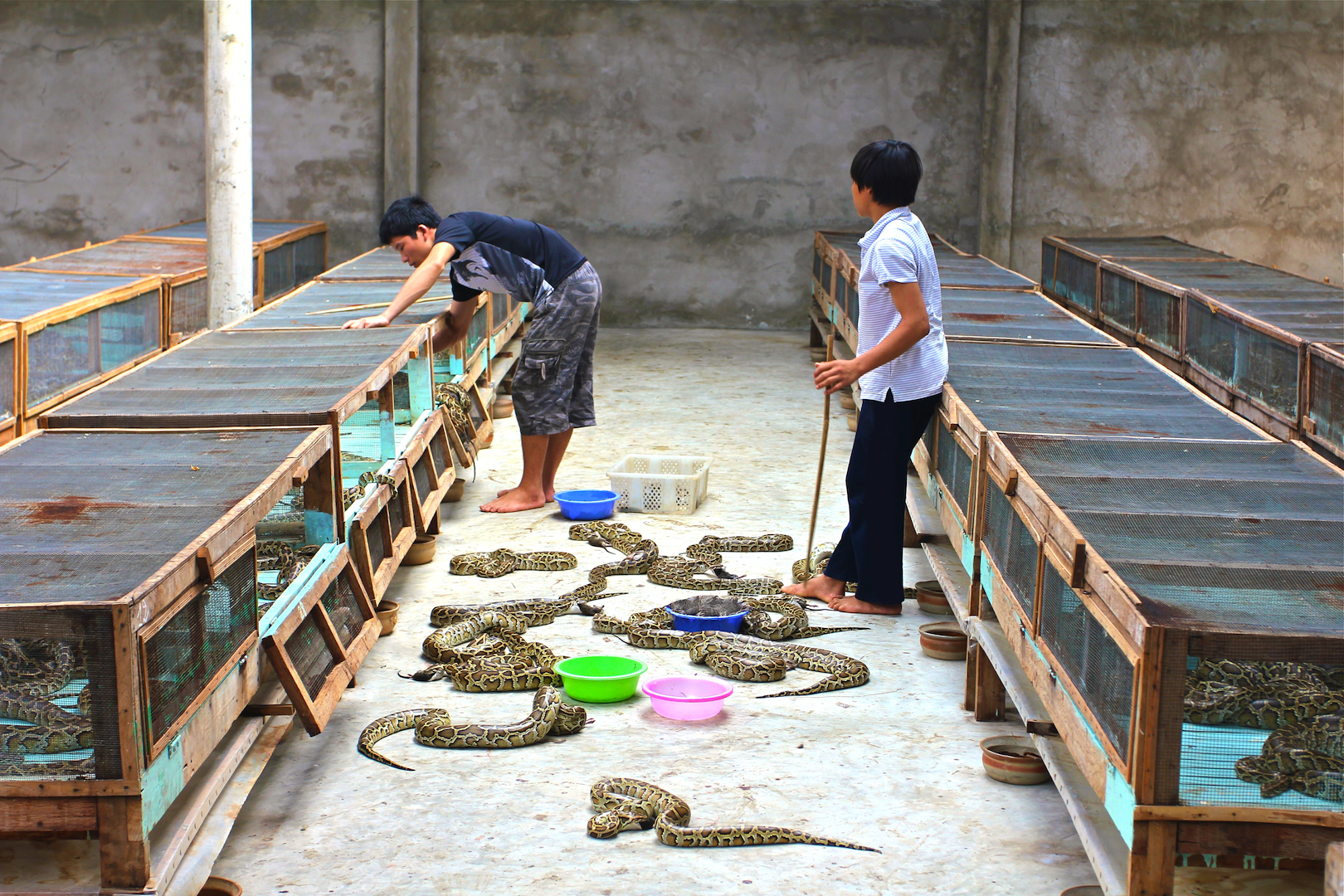 Indonesia, Malaysia and Viet Nam are the main source of python skins, with China, Thailand and Viet Nam all producing python skins through farming.